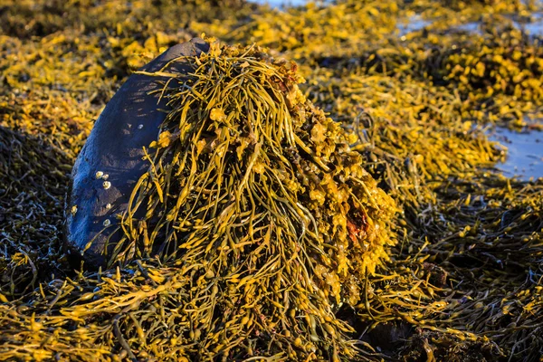 Rocha coberta com algas marinhas na luz da manhã — Fotografia de Stock