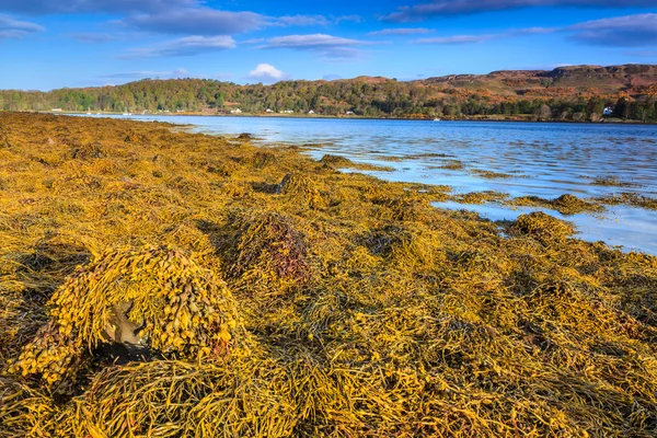 Rocha coberta de algas marinhas — Fotografia de Stock