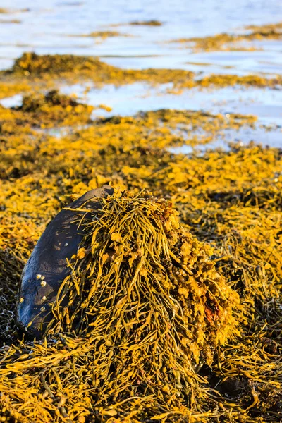 Rock covered with seaweed in morning light — Stock Photo, Image