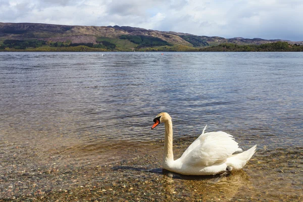 Cisne em um lago — Fotografia de Stock