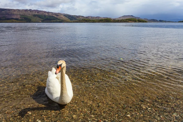 Cisne en un lago —  Fotos de Stock