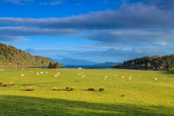 羊在一个宽山风景 — 图库照片