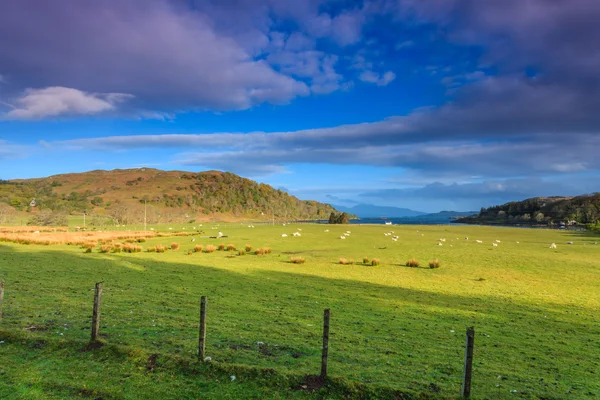 Moutons dans un vaste paysage de montagne — Photo