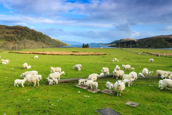 Ovelhas em uma paisagem montesa — Fotografia de Stock