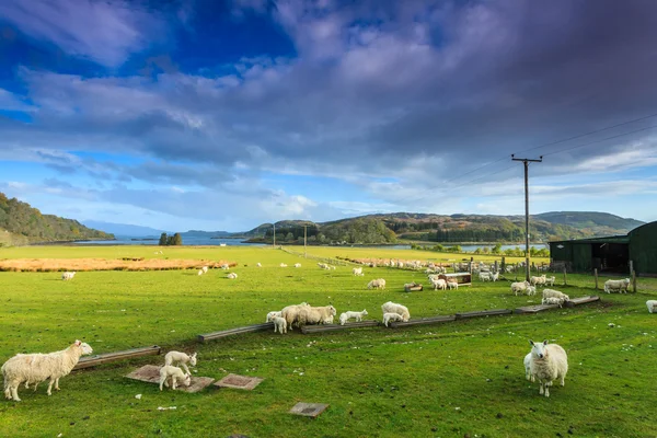 Fazenda ovelhas em uma ampla paisagem de montanha — Fotografia de Stock