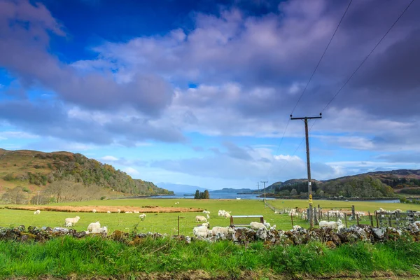 Çiftlik koyun geniş dağ manzarası — Stok fotoğraf