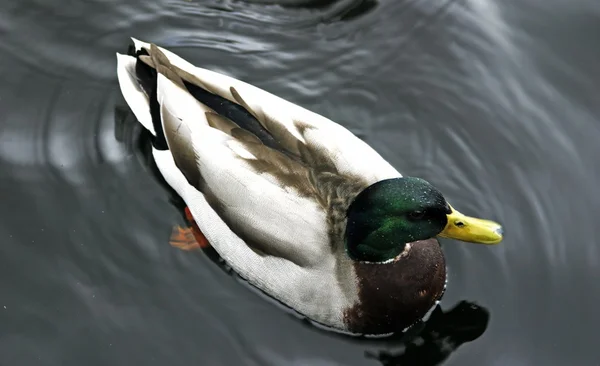 Male Duck — Stock Photo, Image