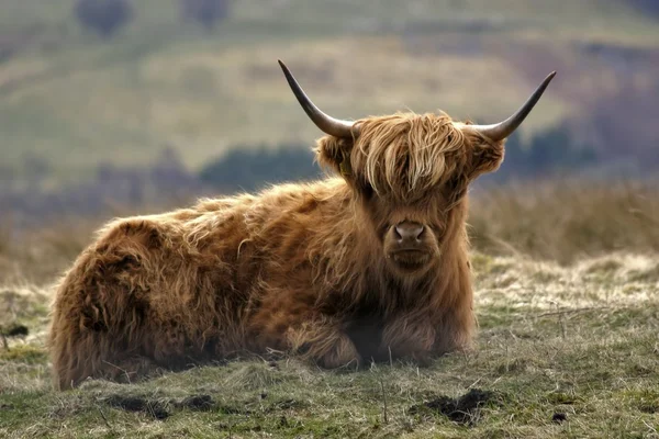 stock image Highland cow or Heiland coo