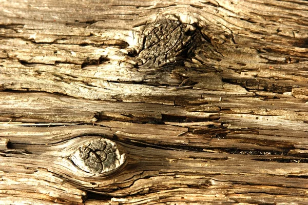 Deux nœuds et grain en bois non traité — Photo