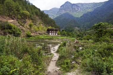 Green valley with Bhutanses house around Punakha - Bhutan clipart