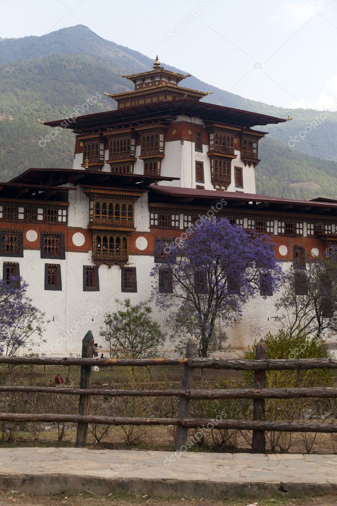 Punakha Dzong in Spring with purple Jacaranda trees (Bhutan)