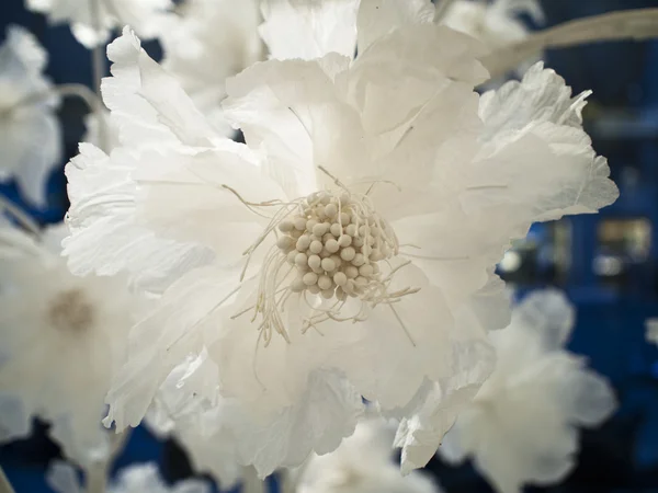 白い絹の花の詳細 — ストック写真