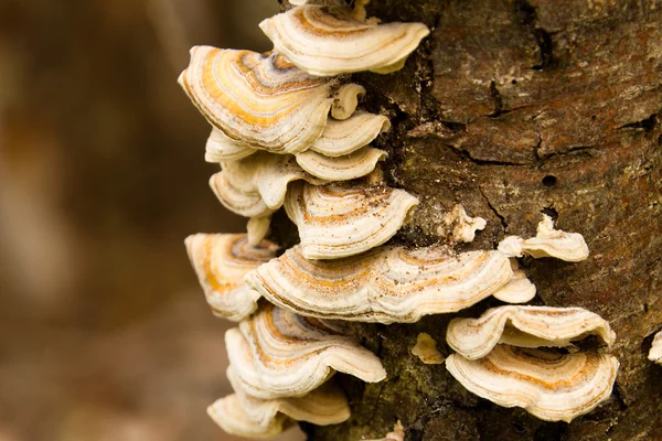 stock image White and brown fungi on wooden tree trunk