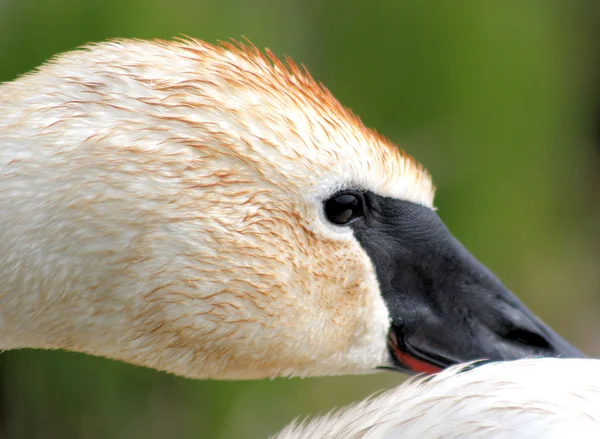 Trumpeter Swan — Stock Photo, Image