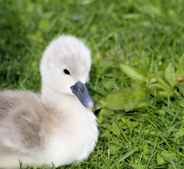 Cisne bebé — Fotografia de Stock