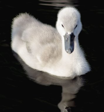 Baby Swan clipart