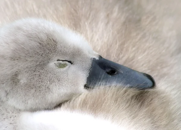 Baby Swan Sleeping — Stock Photo, Image