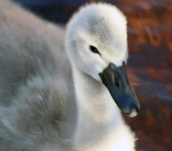 Baby labuť — Stock fotografie