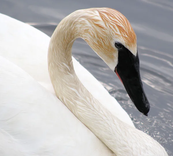 Trumpetaren swan — Stockfoto