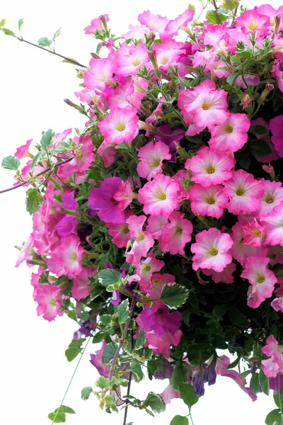 güzel, pembe petunyaların