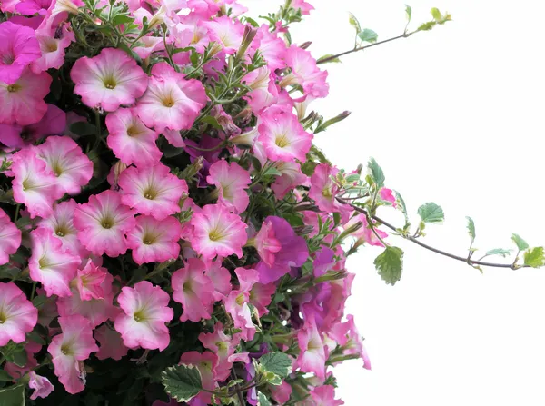 Hübsche rosa Petunien — Stockfoto