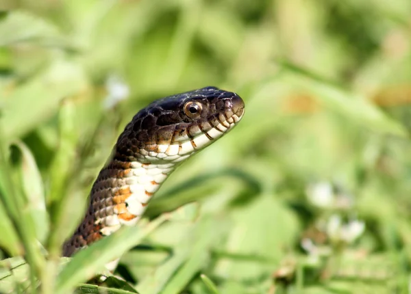 Підлий змія — стокове фото
