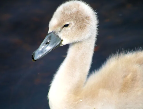 Baby Swan — Stock Photo, Image