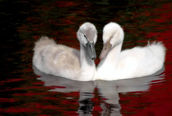 Baby Swan Siblings — Stock Photo, Image