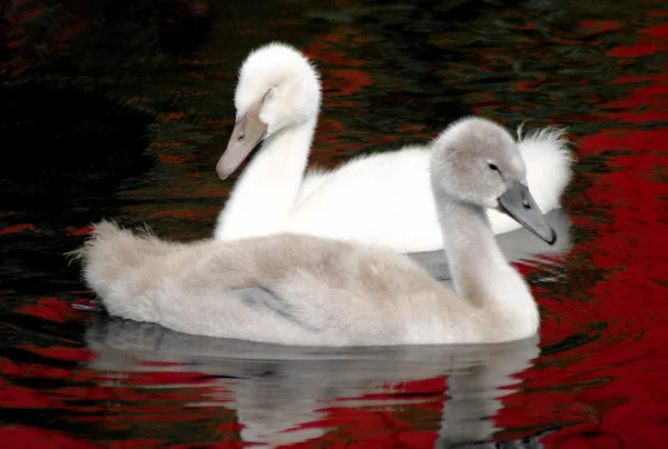Baby Swan Siblings — Stock Photo, Image