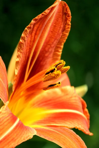 Stock image Day Lily