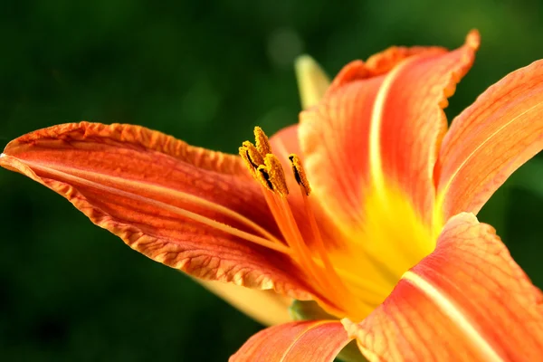 stock image Day Lily