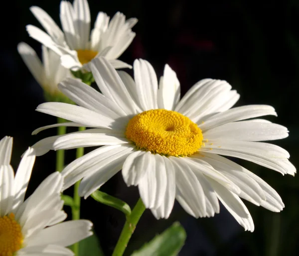 stock image Summer Daisies