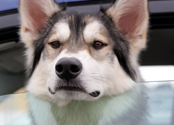 stock image Dog Left In Vehicle