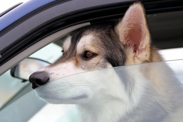 Hond liet in voertuig — Stockfoto