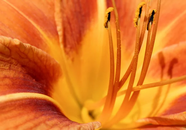 stock image Pollen On A Lily