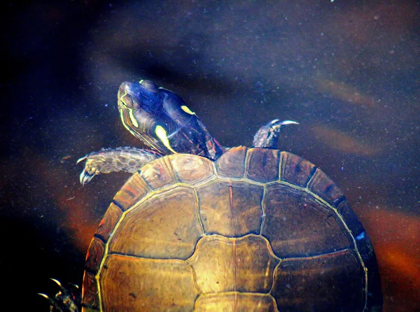 Onderwater schildpad wereld - de geschilderde schildpad — Stockfoto