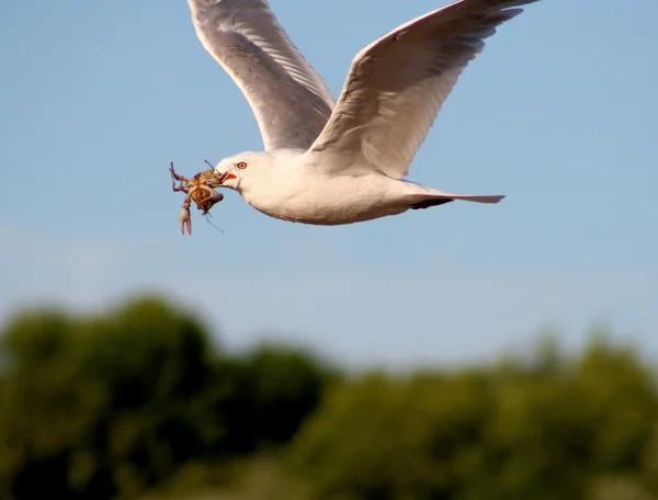 Seagull uitvoering van levende rivierkreeft — Stockfoto