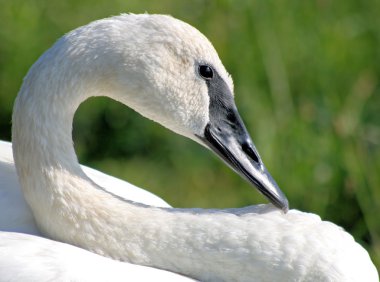 Trumpeter Swan clipart