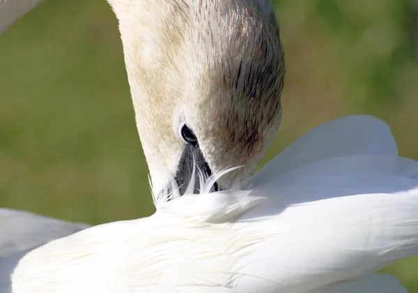 Swan Terompet — Stok Foto