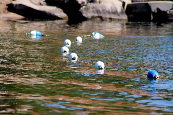 Confine galleggia lungo la riva del lago per il nuoto pubblico — Foto Stock