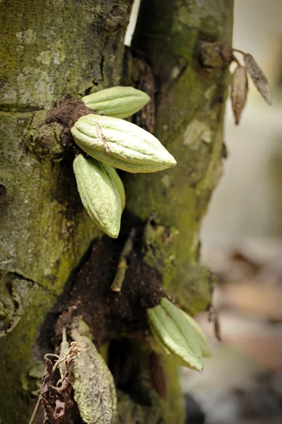 Kakao meyveleri — Stok fotoğraf