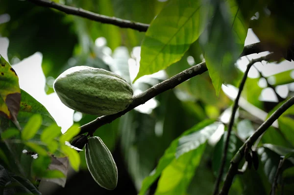 Cacao vruchten — Stockfoto