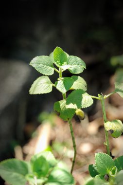 Hint hodan, po-ho (plectranthus amboinicus)