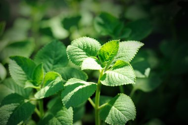 Hint hodan, po-ho (plectranthus amboinicus)