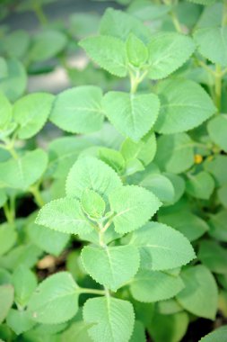 Hint hodan, po-ho (plectranthus amboinicus)