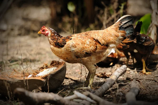 Αγρόκτημα κοτόπουλου — Φωτογραφία Αρχείου