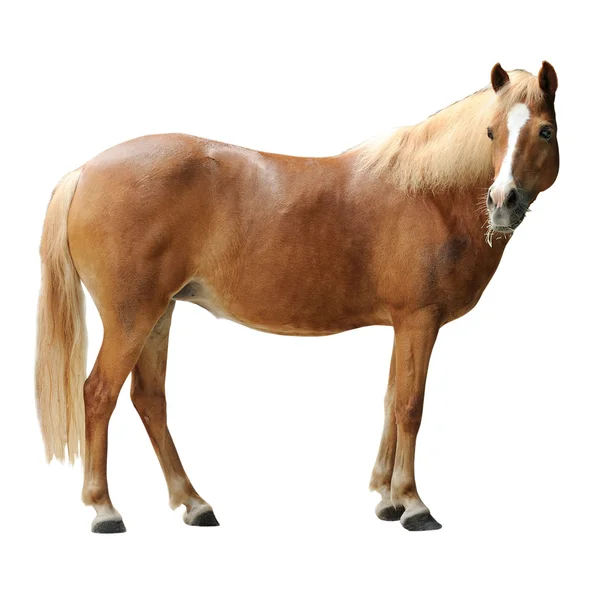 Красивий коричневий кінь — стокове фото