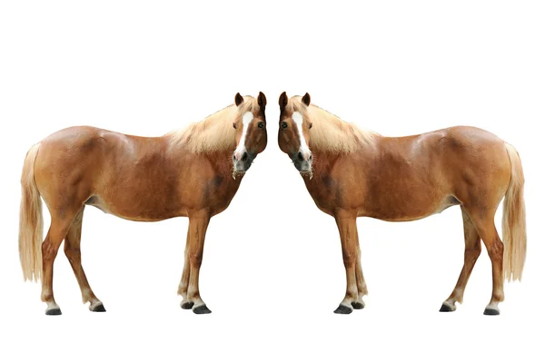 Красивая коричневая лошадь — стоковое фото