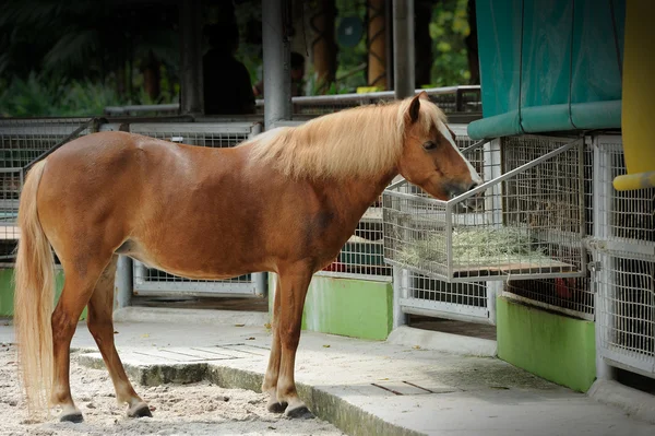 Belo cavalo castanho — Fotografia de Stock