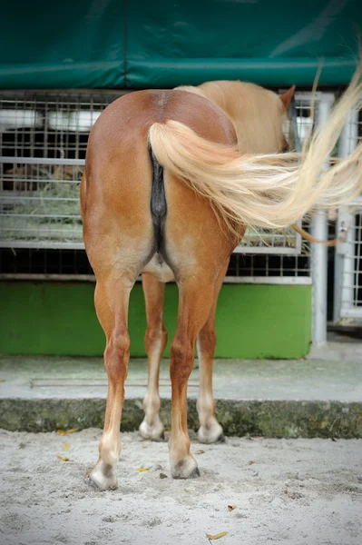 Belo cavalo castanho — Fotografia de Stock